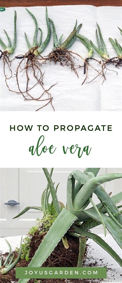 How Do Aloe Plants Reproduce