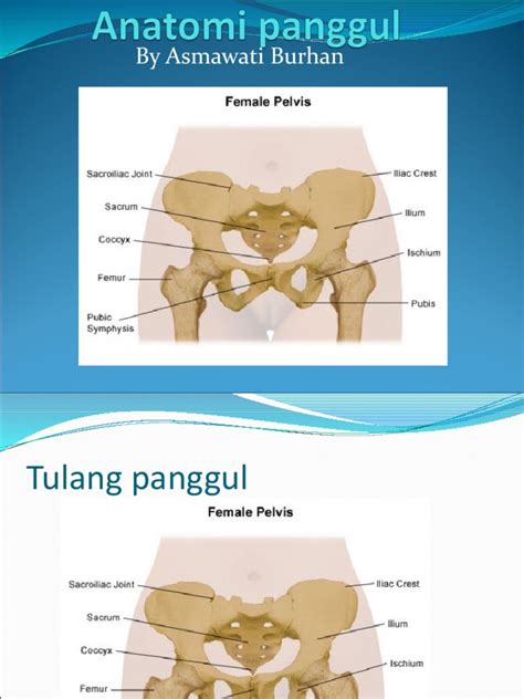 Judul Karakteristik Tulang Panggul Dan Bagian Lunaknya Pdf