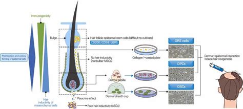 Effective Cell Therapy for Hair Regeneration | Hair Loss Cure 2020