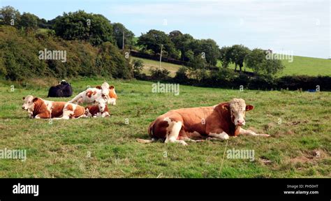 Beef Cattle Bullock Bull Hi Res Stock Photography And Images Alamy