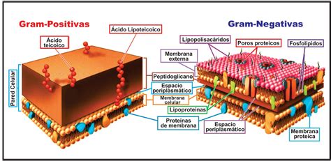 Biotube Las Bacterias Procariotas