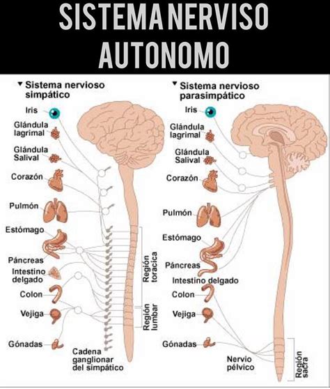 10 Dibujo Sistema Nervioso Autonomo