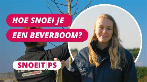 Hoe Snoei Je Een Beverboom SnoeiTips 25 YouTube