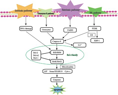 Overview Of The Signaling Pathway Of Apoptosis The Diagram Illustrates