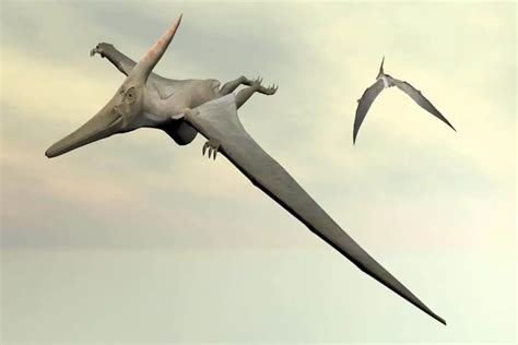 How Many Types Of Flying Dinosaurs Are There Adventure Dinosaurs