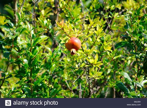 Power Frucht Hi Res Stock Photography And Images Alamy