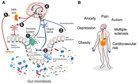 Frontiers The Microbiota Gut Brain Axis Neurobehavioral Correlates