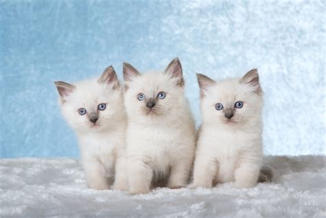 Ragdoll Kittens For Sale in Maryland: Breeders List 2025 | Hepper