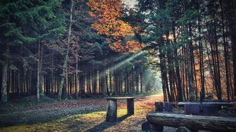 Plants Forest Fall Leaves Bench Wood Path Trees Sun Rays