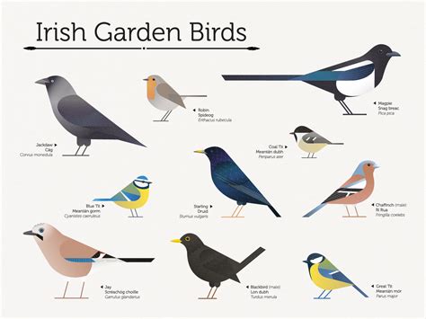 Irish Garden Birds By Nika Gvozden On Dribbble