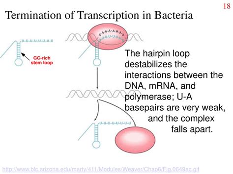 Ppt Molecular Genetics Of Bacteria Powerpoint Presentation Free