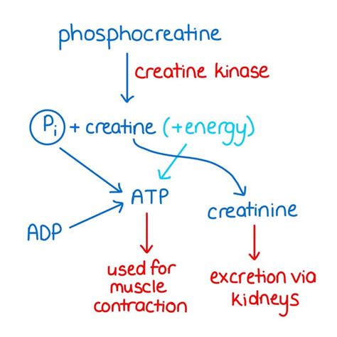 Phosphocreatine and ATP - Muscles Ep 3 - Zoë Huggett Tutorials