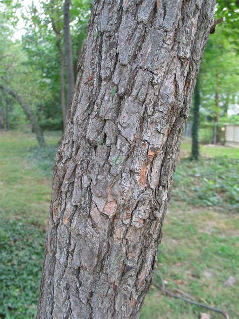 Sassafras Tree Bark | summer photograph sassafras__sassafras_officinale_washingtonimg_7437 ...