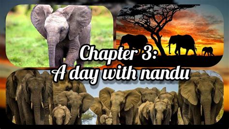 Class 4 Evs Chapter 3 A Day With Nandu Youtube