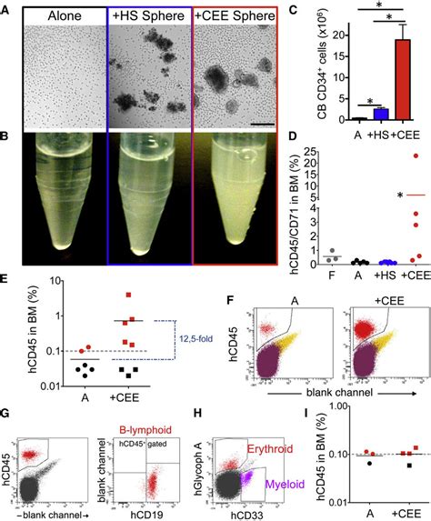 Increased Hsc Engraftment In Immunodeficient Mice From Cord Blood Cd