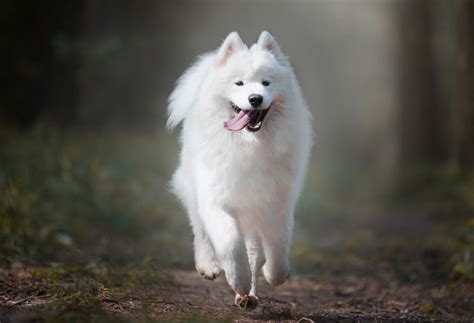 Samoyed: Dog Breeds | Breed Information | Mad Paws