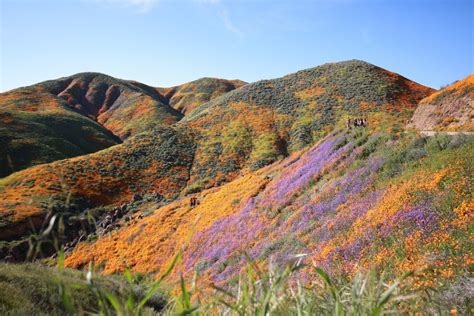 The Best Places To See The Mesmerizing California Super Bloom