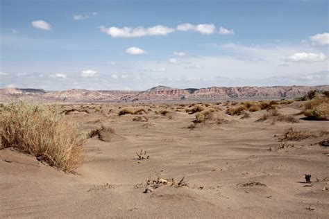 Atacama Desert Becomes Floral Wonderland After Historic Rainfall In