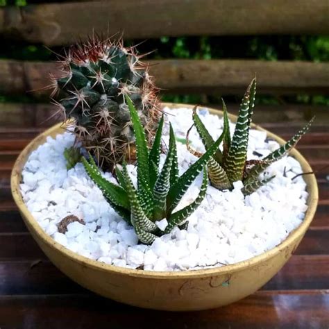 Terrario De Suculentas Y Cactus Marketplace Colombia