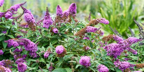 How To Grow Buddleia And Best Varieties Which