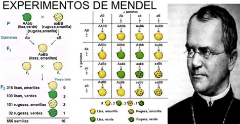 Historia De La Gen Tica Timeline Timetoast Timelines