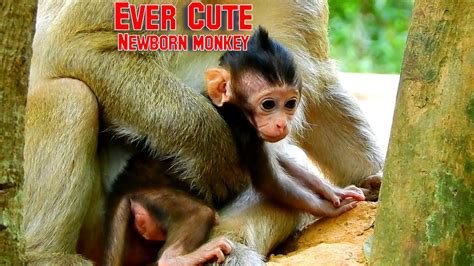 Ever Cute Newborn Monkey Good Mommy Feeding Her Newborn Very Well