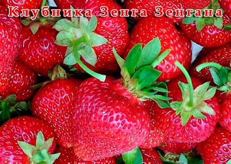 Сорта клубники - AgroFlora.ru