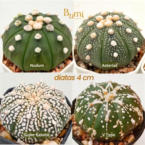 Jual Astrophytum Asterias V Type Super Kabuto Nudum Asterias BUMI