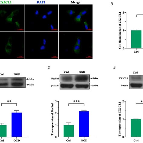 Ogd Induced Autophagy In Ht Led To Decreased Cx Cl Expression A