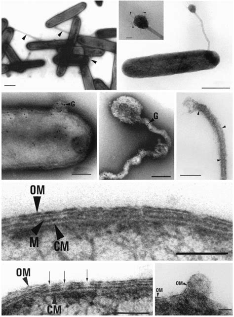 Transmission electron micrographs showing the cell morphology and ...