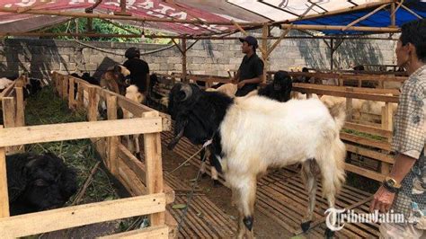 Harga Kambing Di Kota Batu Jelang Idul Adha 2024 Termurah Rp 3 Jutaan