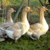 American Buff Goose British Waterfowl Association