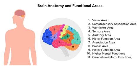 Diagramma Delle Aree Funzionali Della Corteccia Cerebrale Anatomia Del