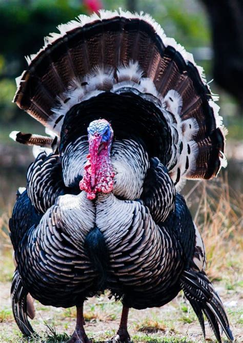 Wild Turkey · Free Stock Photo