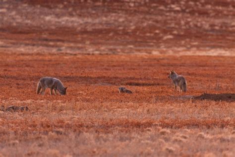 7 relaciones simbióticas sorprendentes y cómo las especies se ayudan