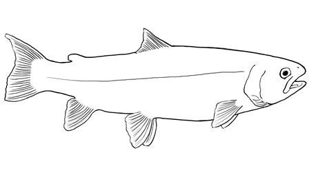 Salmon Outline Drawing Images Fish Outline Trout Fishing Pictures