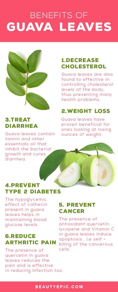 15 Guava Benefits ideas | guava benefits, guava, guava leaves