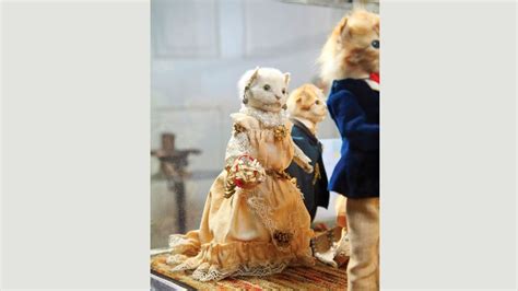 The Kittens’ Wedding And Taxidermy’s Strange History Bbc Culture