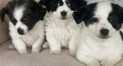 Jackapoo Puppies For Sale Petsforhomes