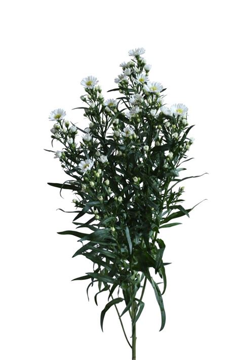 Aster Carnival White Wholesale To The Trade Only All Shipments Free Fedex Farm Direct 3 Days A