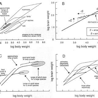 (PDF) Rethinking Mammalian Brain Evolution