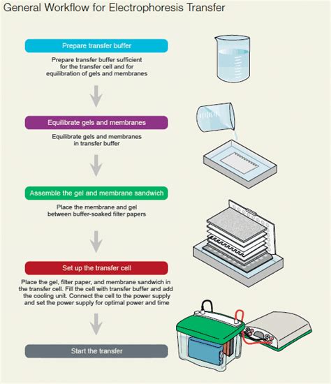 Western Blotting Flow Chart