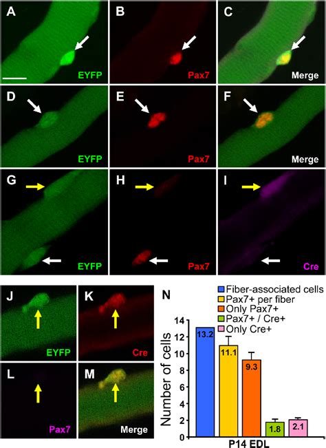 Figure 5 From Progenitors Of Skeletal Muscle Satellite Cells Express