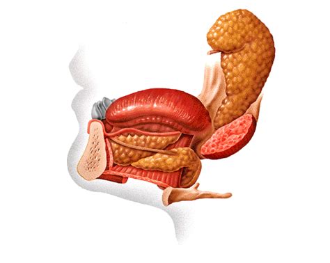 L Minas Interactivas Del Aparato Digestivo Gl Ndulas Salivales