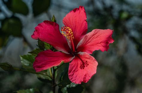 Flor Hibisco Vermelho - Flor De Hibisco Vermelho Vibrante Na Tailândia · Foto profissional gratuita