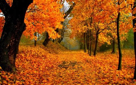 Gli Posti Pi Belli Per Ammirare Il Foliage In Italia Bigodino