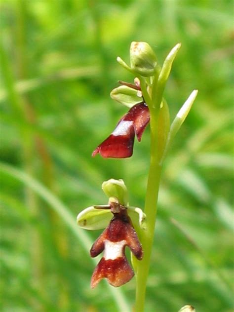 Ophrys Insectifera Fly Orchid Cam Valley Wildlife Group