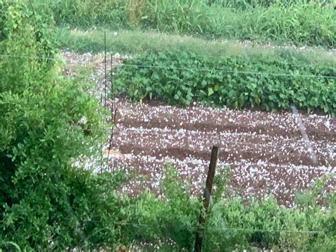 Grandine E Bufera Di Vento Le Campagne Veronesi Fanno La Conta Dei Danni