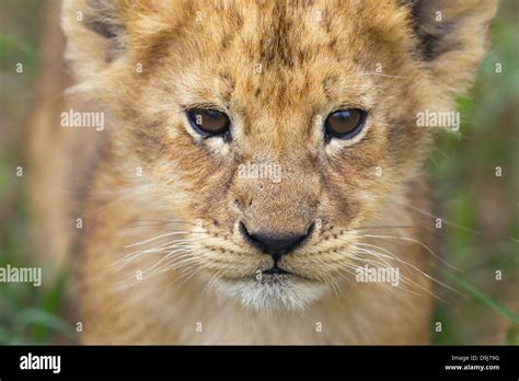 Lion Cub Close Up Masai Mara Kenya Stock Photo Alamy