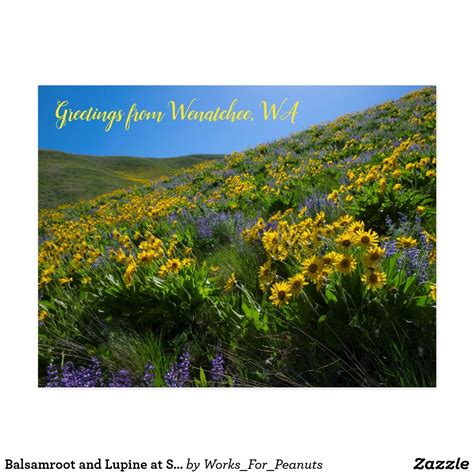 Balsamroot And Lupine At Sage Hills Wenatchee Wa Postcard Zazzle
